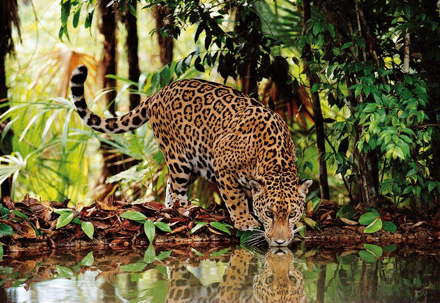 Leopard im Dschungel - 2000 Puzzleteile